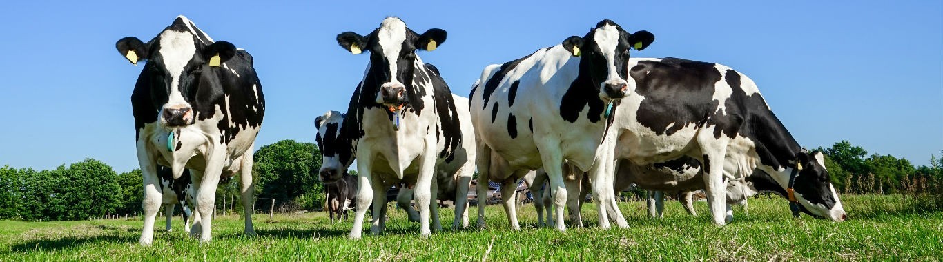Cows in a field. Mawdsleys agriculture and farm pumps service